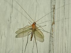 Predatory Fungus Gnat